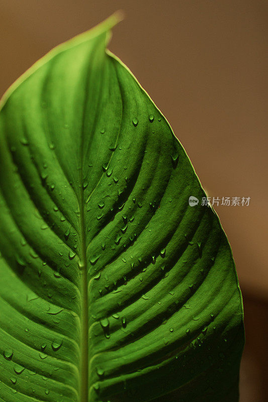 和平百合室内植物