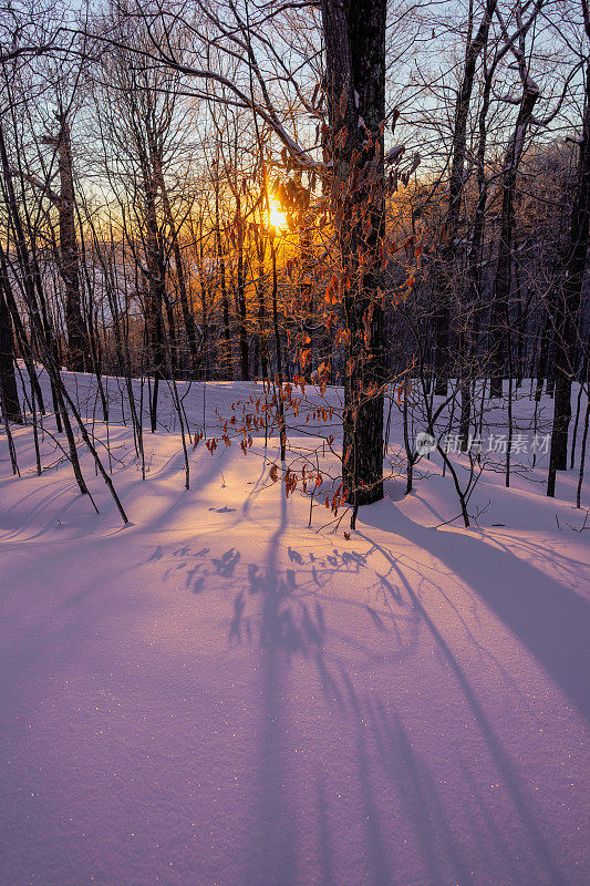 树在日落。冬季森林雪