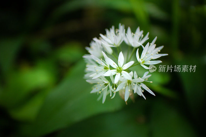 近距离微距拍摄的野生大蒜的尖花，与一片柔软的绿色林地树叶相映成行。4月到6月是觅食者的最爱。