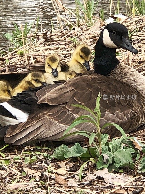 加拿大鹅妈妈和她的孩子