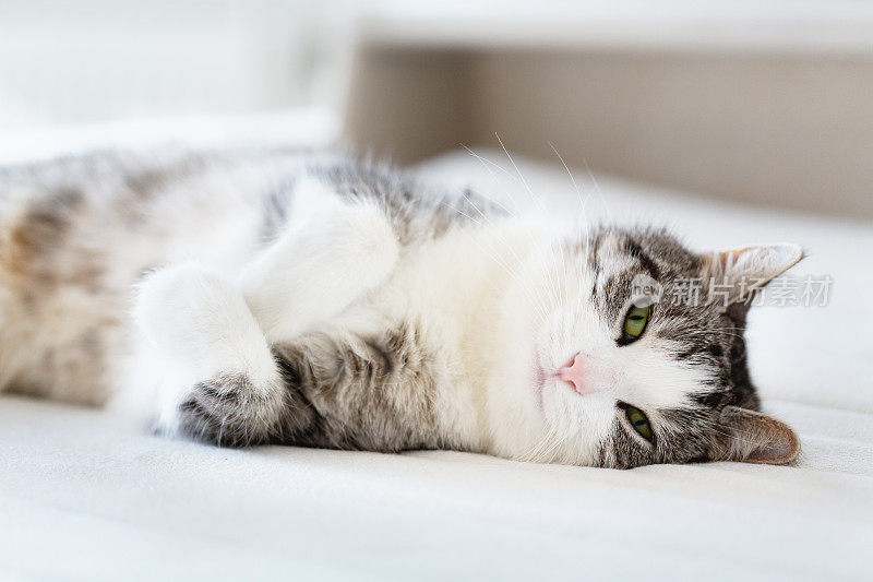 轻松美丽的虎斑猫躺在床上