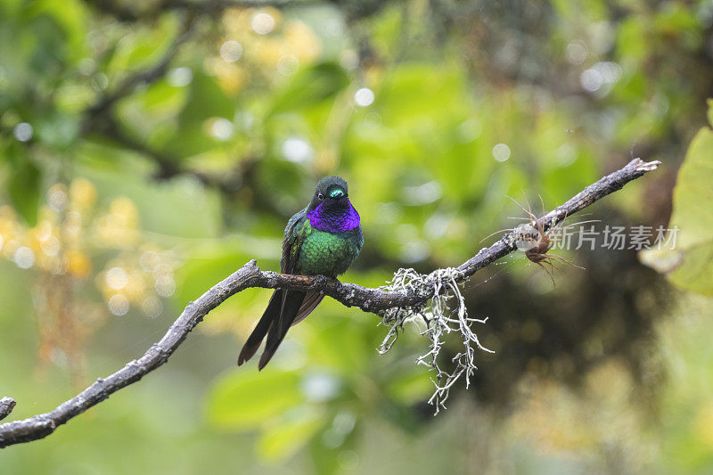 厄瓜多尔南部，一根小凤梨枝上的紫喉太阳神
