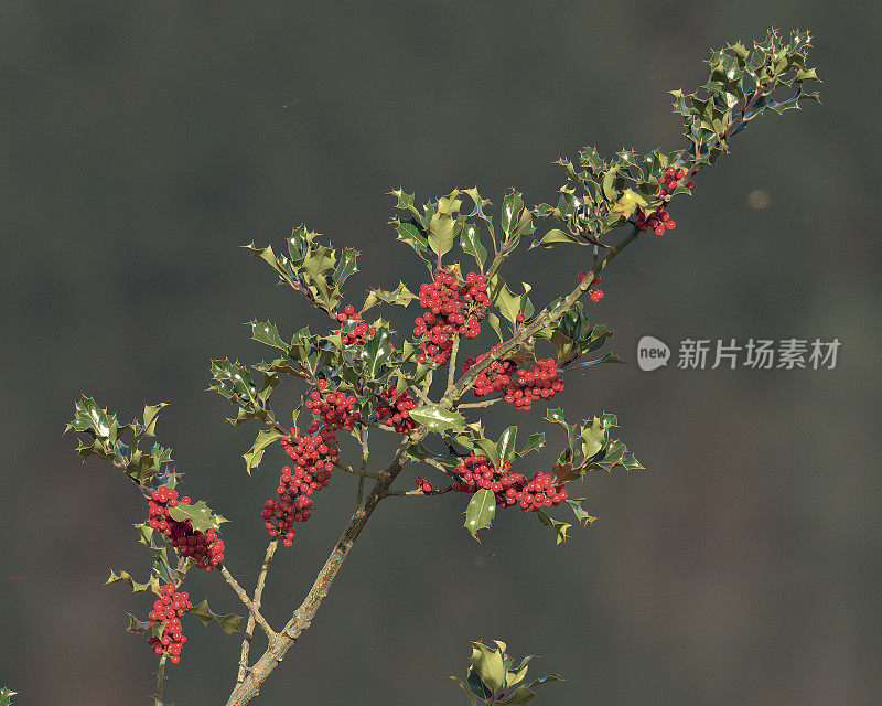在10月，冬青树的一根长着红色浆果的树枝