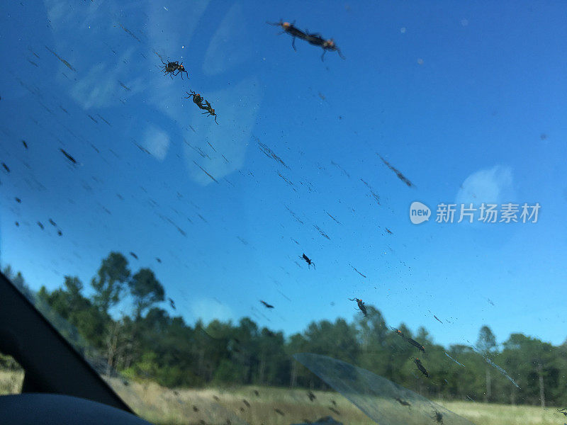 从车内观察交配的爱情虫，玻璃上还粘着飞溅的残骸