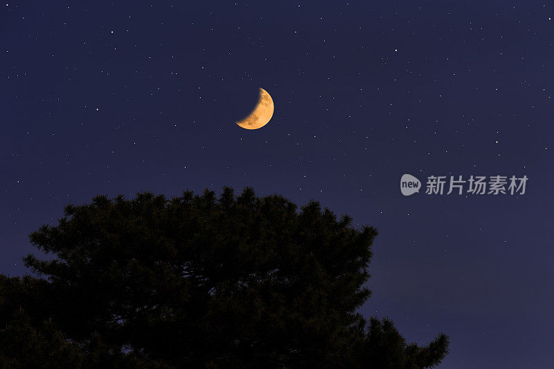 新月在松树上冉冉升起，繁星点点。