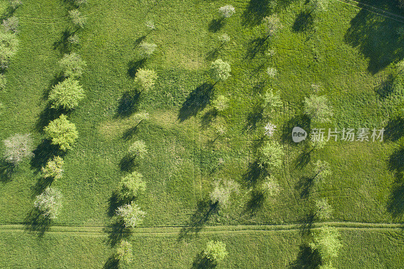 春季鸟瞰图果树种植园