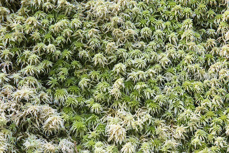 南韦斯特兰福克斯冰川附近的马锡森湖的植物