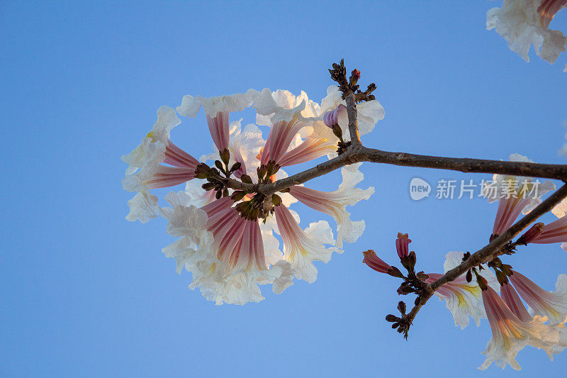 开花ipe分支。