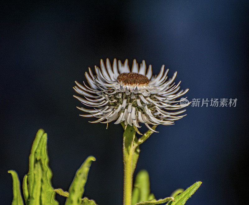 黛西的特写。大火之后。新州雨林的再生。