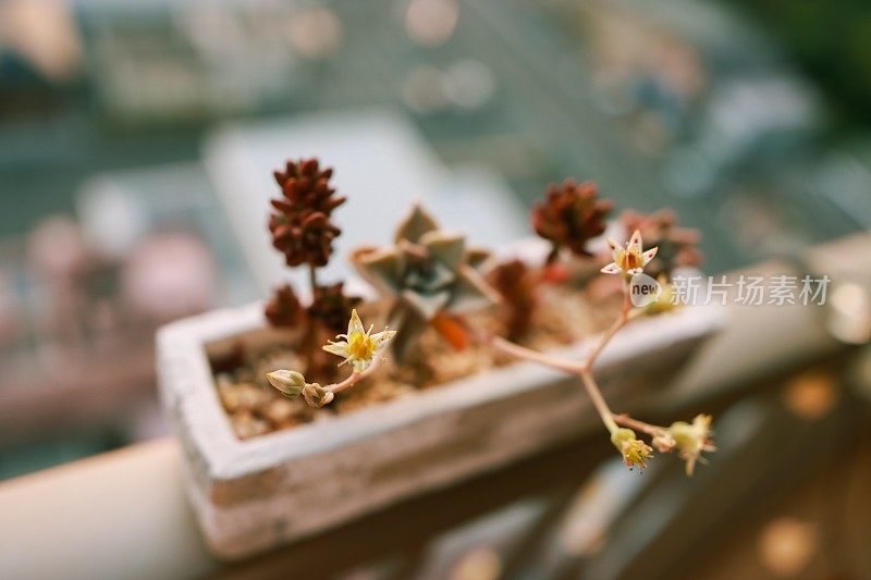 多肉植物和花景天