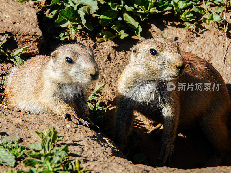 黑尾草原犬鼠