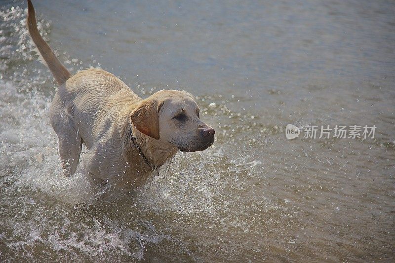 一只拉布拉多犬在海滩的水里奔跑