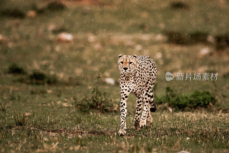 非洲猎豹在雨中行走。