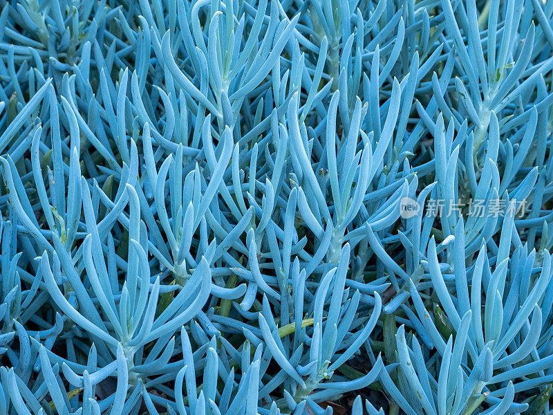 蓝色的肉质植物