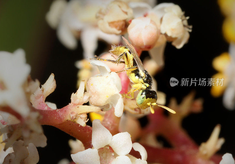 雄性仙蜂（海门诺普泰拉;安德烈尼达;帕努尔吉尼;佩尔迪塔·罗伊斯）