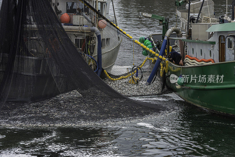 在阿拉斯加的锡特卡湾，捕捞太平洋鲱鱼。一种围网渔船，在一艘运送鱼的驳船旁边将网填满。