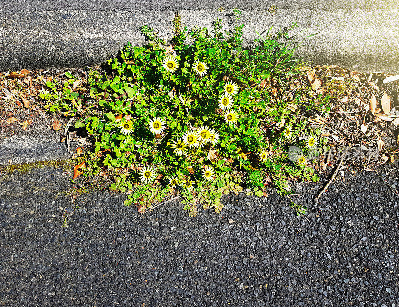 阴沟美景:雏菊盛开在城市街道的落叶间