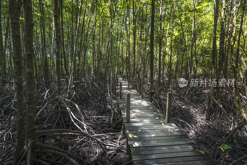 泰国罗永省红树林中的木板路