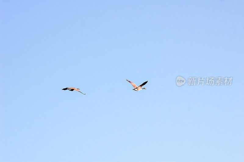 两只大雁横空飞翔