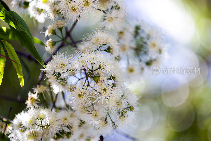 桉树白色蓬松的花朵，自然的背景与空间的复制