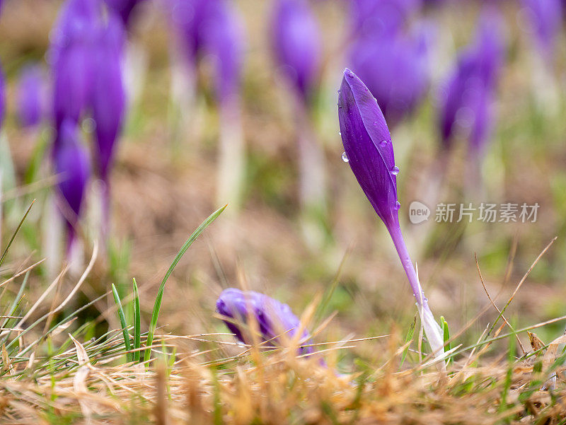 未启封的番红花。