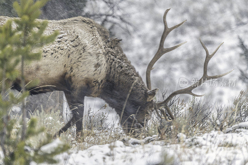 公麋鹿在白雪覆盖的森林里吃草
