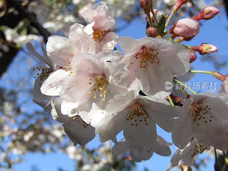 日本。3月底。樱花在美丽的阳光明媚的早晨雨后。