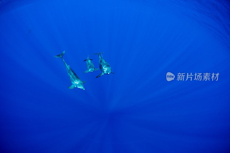 野生海豚在夏威夷的蓝色水域游泳和玩耍，而母亲和儿子一起游泳。