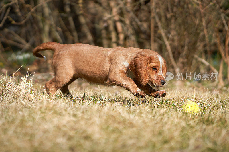 工作可卡犬奔跑，挪威奥斯陆