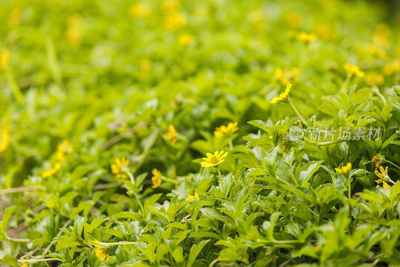 绿叶和黄花为背景