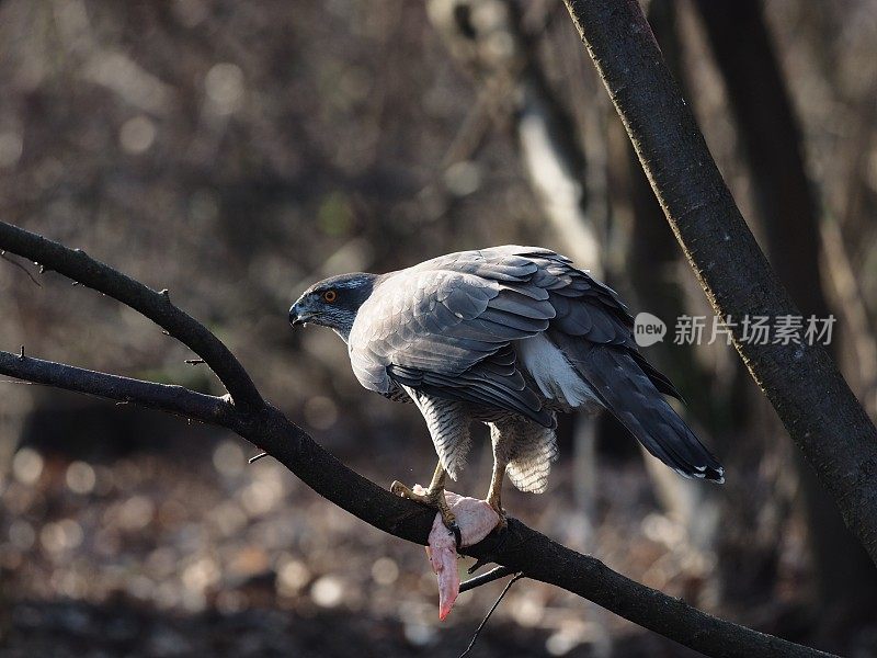 阿斯托雷