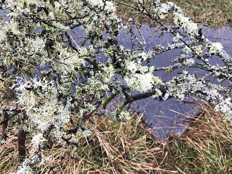 盛开的地衣悬垂水沿韦勒姆河岸，英国