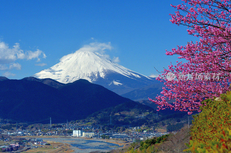 富士山和樱花:从神奈川县松田山看