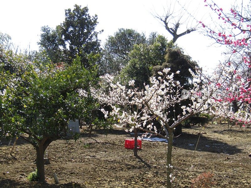 日本。3月底。果园开始开花了。