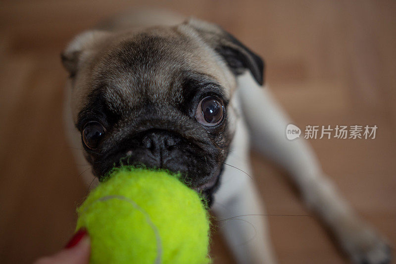 可爱的小狗哈巴狗在玩网球