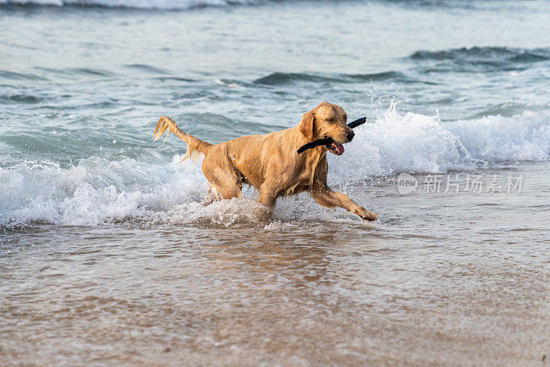 湿漉漉、兴高采烈的姜狗从海里出来，手里拿着一根棍子。