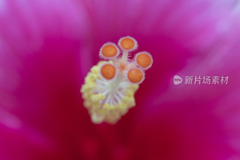 红色芙蓉花宏和细节