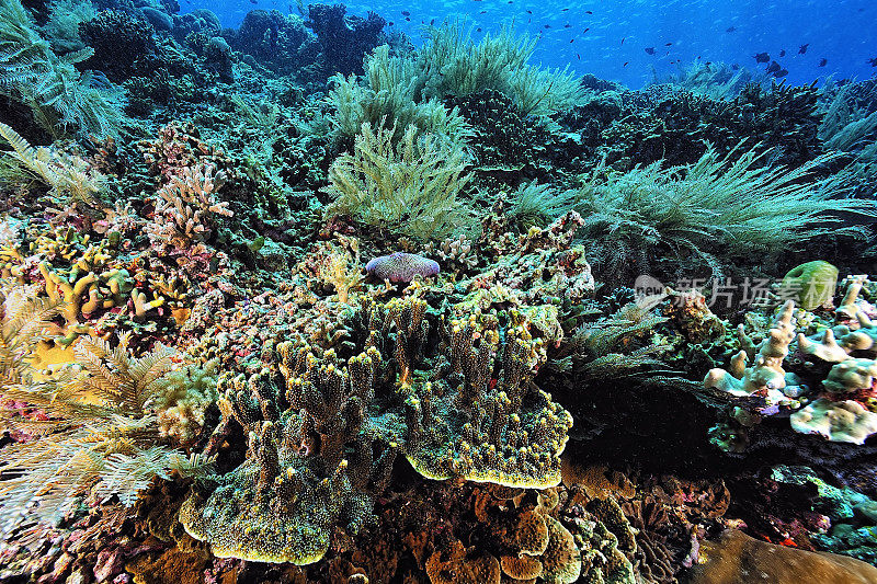 一幅美丽的健康珊瑚礁图片