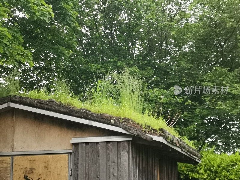 在可持续发展的凉亭屋顶上种植植物