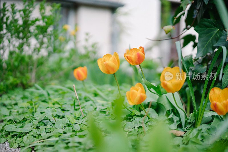 风景如画，后花园花团锦簇