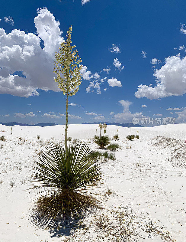 美国新墨西哥州白沙国家公园的开花丝兰植物