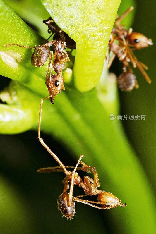 一只蚂蚁咬另一只坠落的蚂蚁。