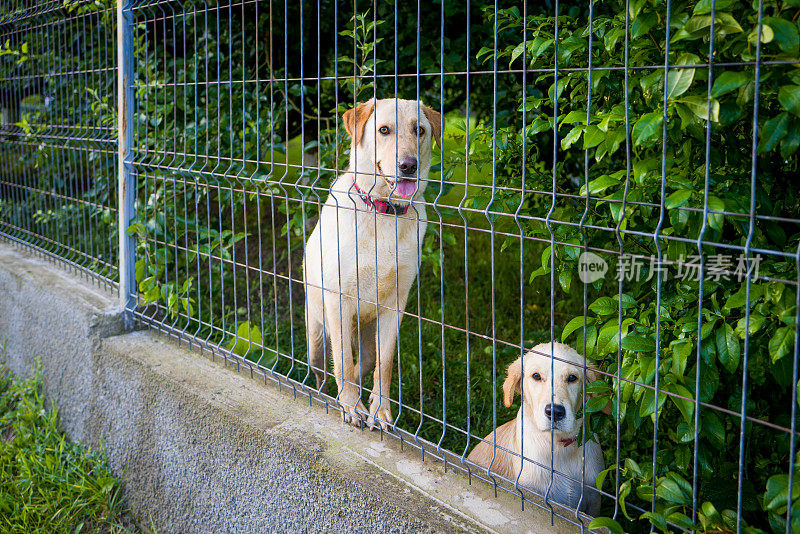 拉布拉多寻回犬和小狗被困在铁丝网后面