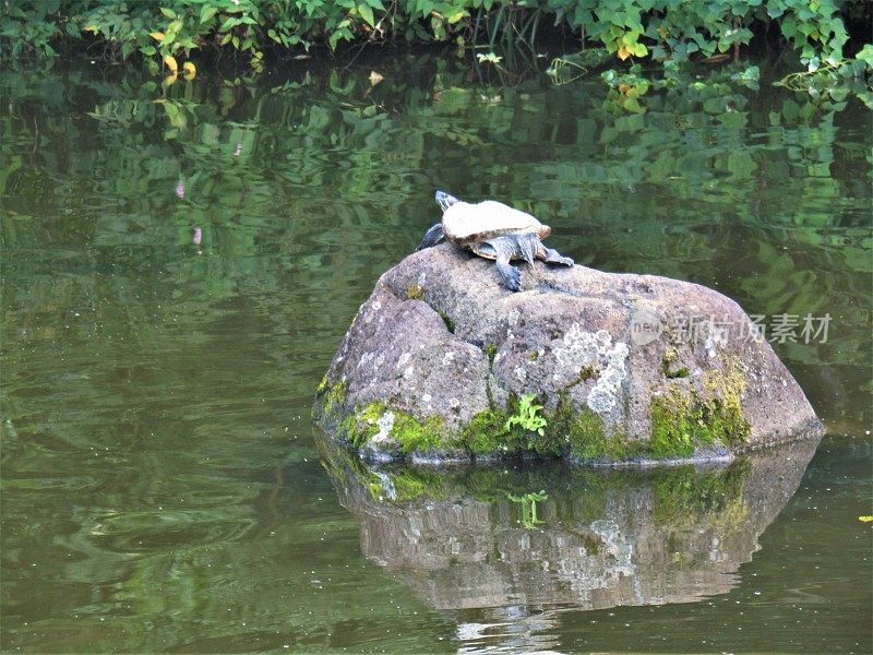 日本。8月。乌龟躺在池塘里的石头上。