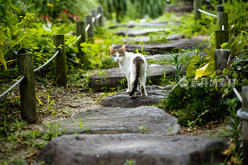 植物园里的奇眼猫