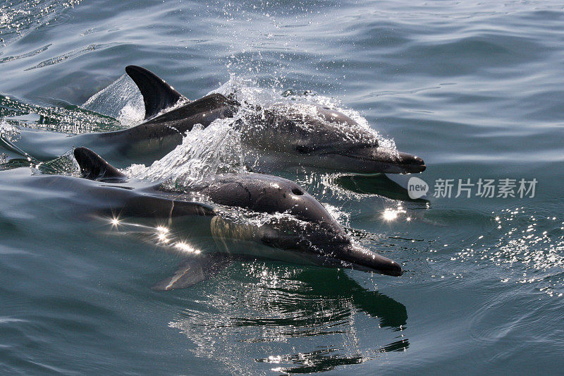 南非福斯湾，长喙普通海豚，鸭嘴海豚，在水面上游泳