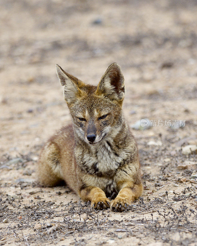 一只南美(阿根廷)灰狐狸在智利北部的阿塔卡马沙漠休息