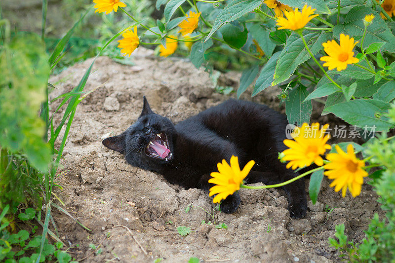 黑猫躺在地上打哈欠