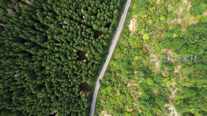 穿越森林的公路旅行