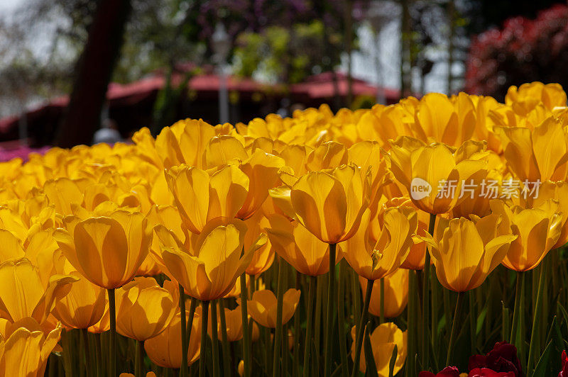 黄色郁金香花园